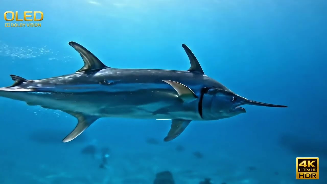 🌊 Want Calming Visuals & Ocean Lofi 4K for Your Daily Routine?