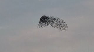 Celebrity STARLING MURMURATIONS  PT 1 THE FLOCK BECOMES ONE Net Worth