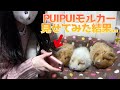 【PUIPUIモルカー】モルモットのアニメをモルモットにみせた結果..【guineapig】