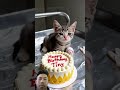#happybirthday #funny #aiandcats #aicats #kitten #animalintelligence #o #cute #cat #cake
