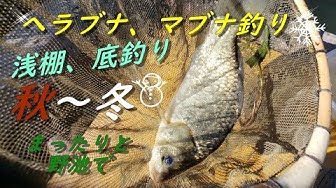 マブナ Youtube