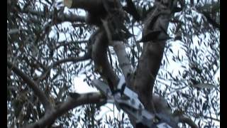 seghetto su decespugliatore