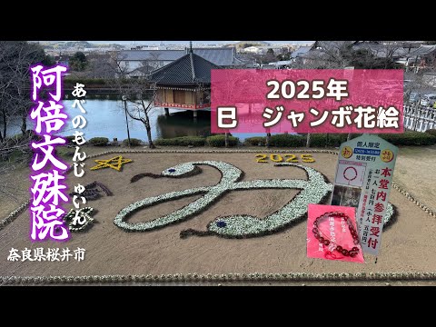 「阿倍文殊院」巳年ジャンボ花絵&特別限定 赤数珠がもらえるパワースポット　奈良県桜井市　#安倍晴明 #亀パン 奈良県桜井市