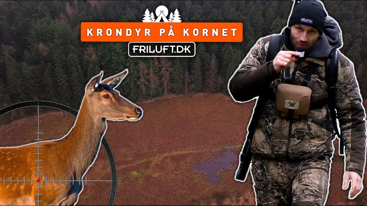 Krondyr på kornet - Fejrer min fødselsdag i skoven