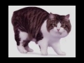 Cymric Cat の動画、YouTube動画。