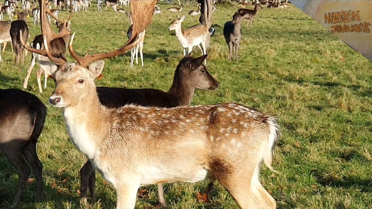 Dublin's Hidden Wildlife Gem: The Fallow Deer 