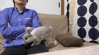 うさぎさんとソファーでまったりしていた時の出来事