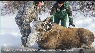 Cпасение Лосихи Saving The Moose Hd