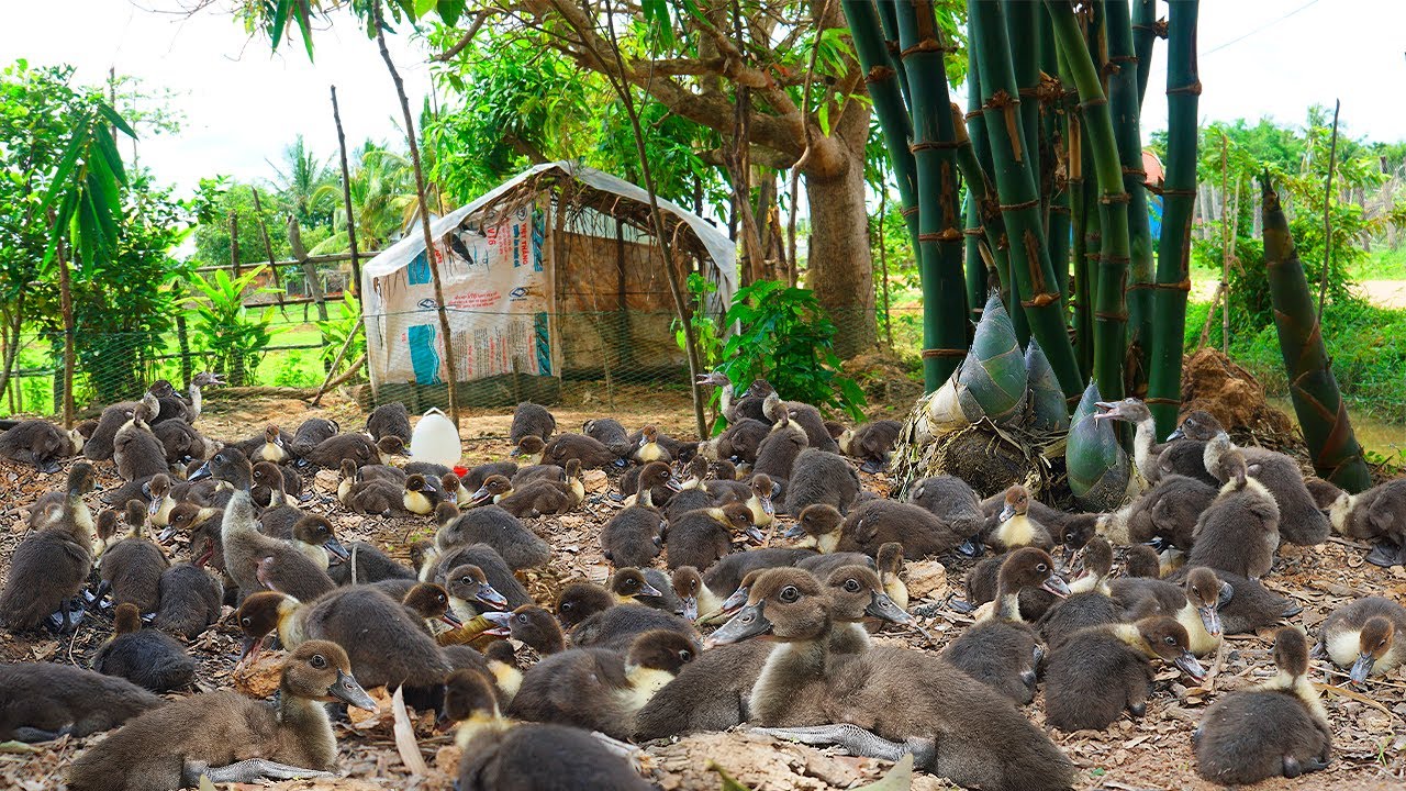 Raise Muscovy Ducklings: Week-by-Week Care Tips (Proven Methods)