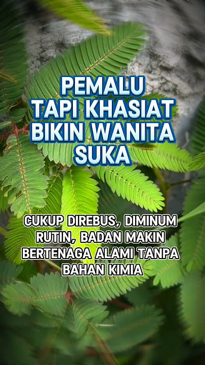 Manfaat daun putri malu #ManfaatDaunPutriMalu #PutriMalu #ObatTradisional #RamuanHerbal  #trending