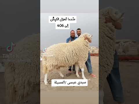 أكبر كبش في العالم حينما تحول سعر الكبش أكثر من سعر سيارة ب 406 مليون