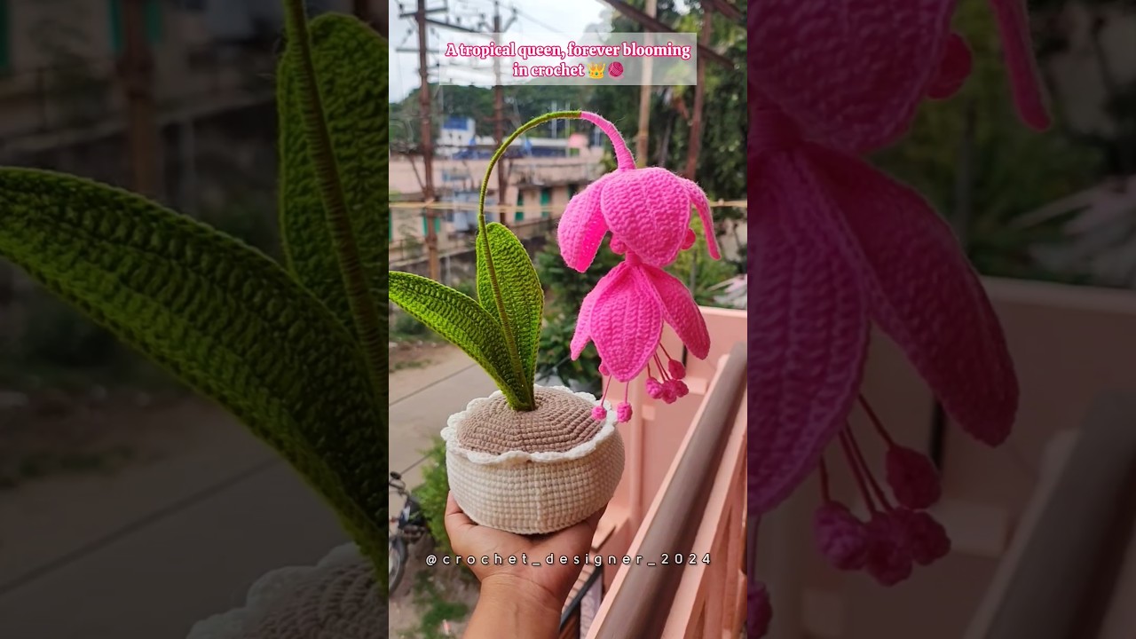 Meet the Queen of Tropical Flowers – Medinilla Magnifica 