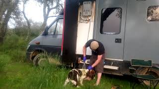Vanlife Problems: Dog uses Cow Crap Cologne.
Lance is real good when it comes to being let free, he doesnt stray too far from the van and understands nearby roads are a no go zone.
However today, he strolled into some nearby farm fields.
When he came back I instantly smelt something VERY wrong, and as he brushed past my I felt something wet on my leg.
He had decided it would be a great idea to go and roll in poo.
Being a Sproker Spaniel (Springer/Cocker) he loves everything disgusting and really got in it.
Luckily I fitting a hose extension on the vans water system so cleaning him wasnt an indoor job, but it still came with its problems and ball aches.
You can support the channel on Patreon & receive exclusive content:
https://www.patreon.com/Projectamber
#cowcrap #cologne #dog Vanlife Problems: Dog uses Cow Crap Cologne.