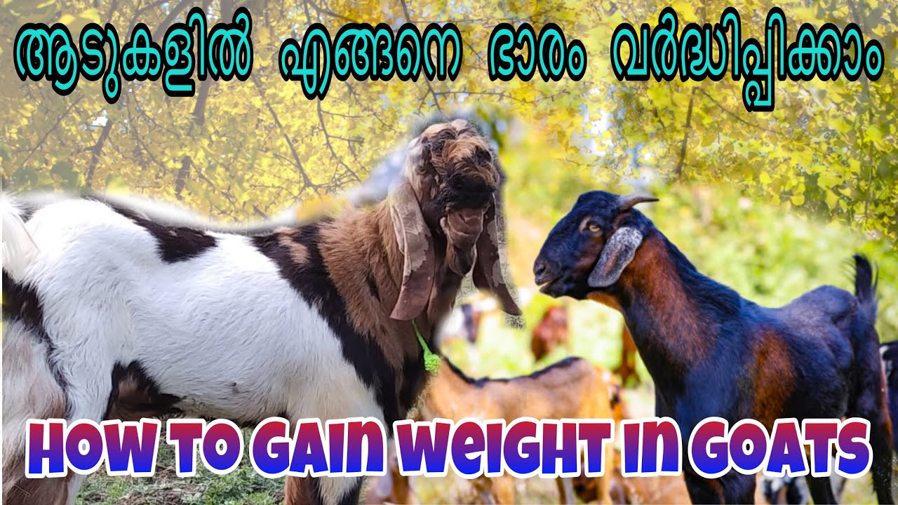 HOW TO GAIN WEIGHT IN GOATS MALAYALAM ആടുകളിൽ എങ്ങനെ ഭാരം വ