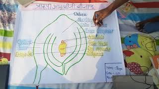 Prarupi Aavritti Biji Bijand Ka Diagram Cl 12Th Biology