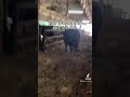 命の尊さを学ぶ動画【牛の出荷】