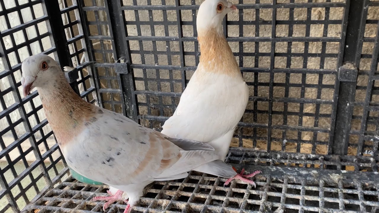 طبقنا احلى جوز مشاخيط 