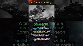 Commando: The Heroic War Pigeon