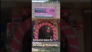 New pet shop @madavaram location #shots #petstore #petlovers