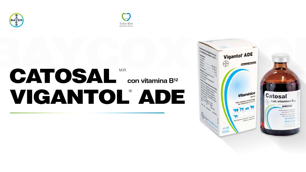 En Voz Del Experto Bayer: Uso de Catosal y Vigantol en ganado lechero
