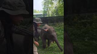 #junglelife #elephant #elephantlove #kaziranganationalpark #wildlife #assamnortheast