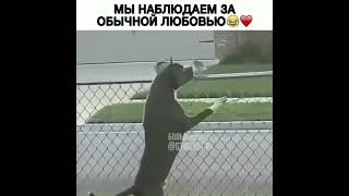 Собака Съела Птичку 😭😨😱 #Shorts