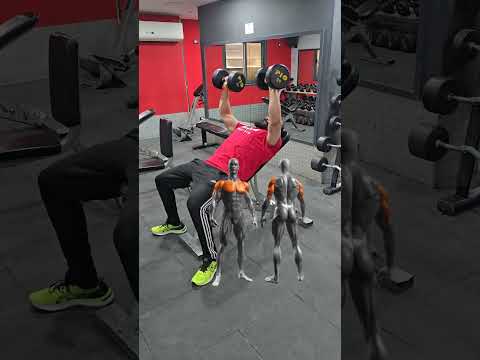 الفرق بين تمرين التجميع بالدمبل والتفتيح بالدمبل      