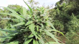 Strain Hunters Swaziland - Backstage 01 day 7.m4v