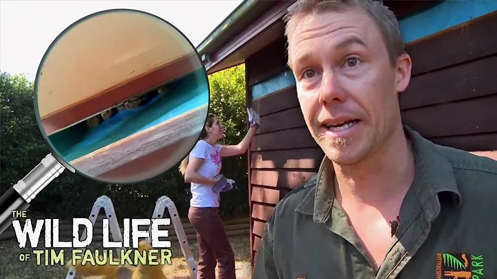 You Won't Believe What Is Living In These Walls! |...