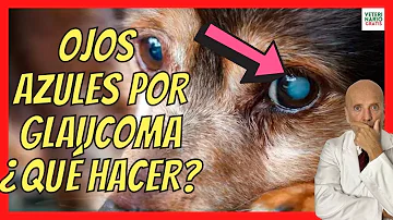 ¿Qué es un ojo azul en un perro?