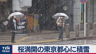 桜満開の東京都心に積雪
