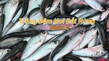 Nơi Đất Rừng BỘI THU Nghề Dớn Cá Linh - Mùa Nước Nổi 2025