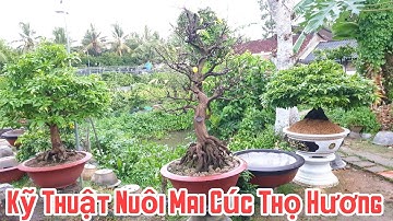 Kỹ Thuật Nuôi Mai Cúc Thọ Hương