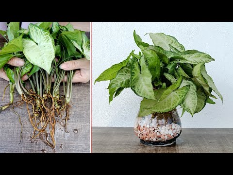 Video: Silver Falls Dichondra Care - Lær at dyrke en Silver Falls-plante indendørs