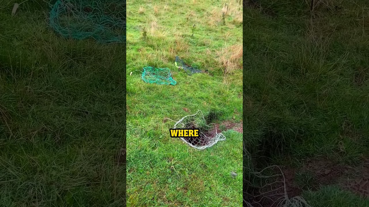 How Hunters Use This Genius Trick To Hunt Rabbits With Ferrets