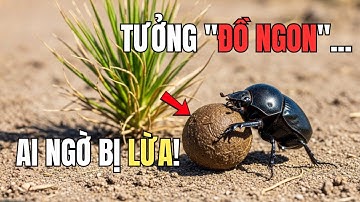 Cú LỪA "Táng Tận Lương Tâm" Nhất Tự Nhiên: Khi [CHÀNG LANG BỌ HUNG] Bị [CỎ] DẮT MŨI