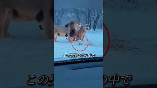 ライオンと猫が数年後に仲良くなりました。🥰