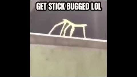 Stick bug turns into rick astley