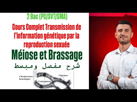 Cours Complet Transmission De L Information Génétique Par La Reproduction Sexuée Méiose Brassage