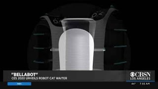 Robot Cat Bellabot Waits Purrs As It Waits On Restaurant Customers