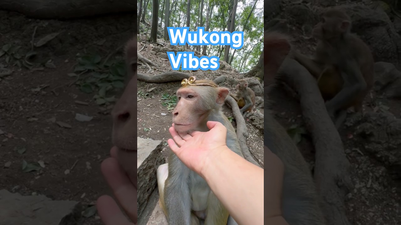 Monkey King Headband on a Meditating Macaque | Sun Wukong “Golden Circlet” Forehead Tap  
