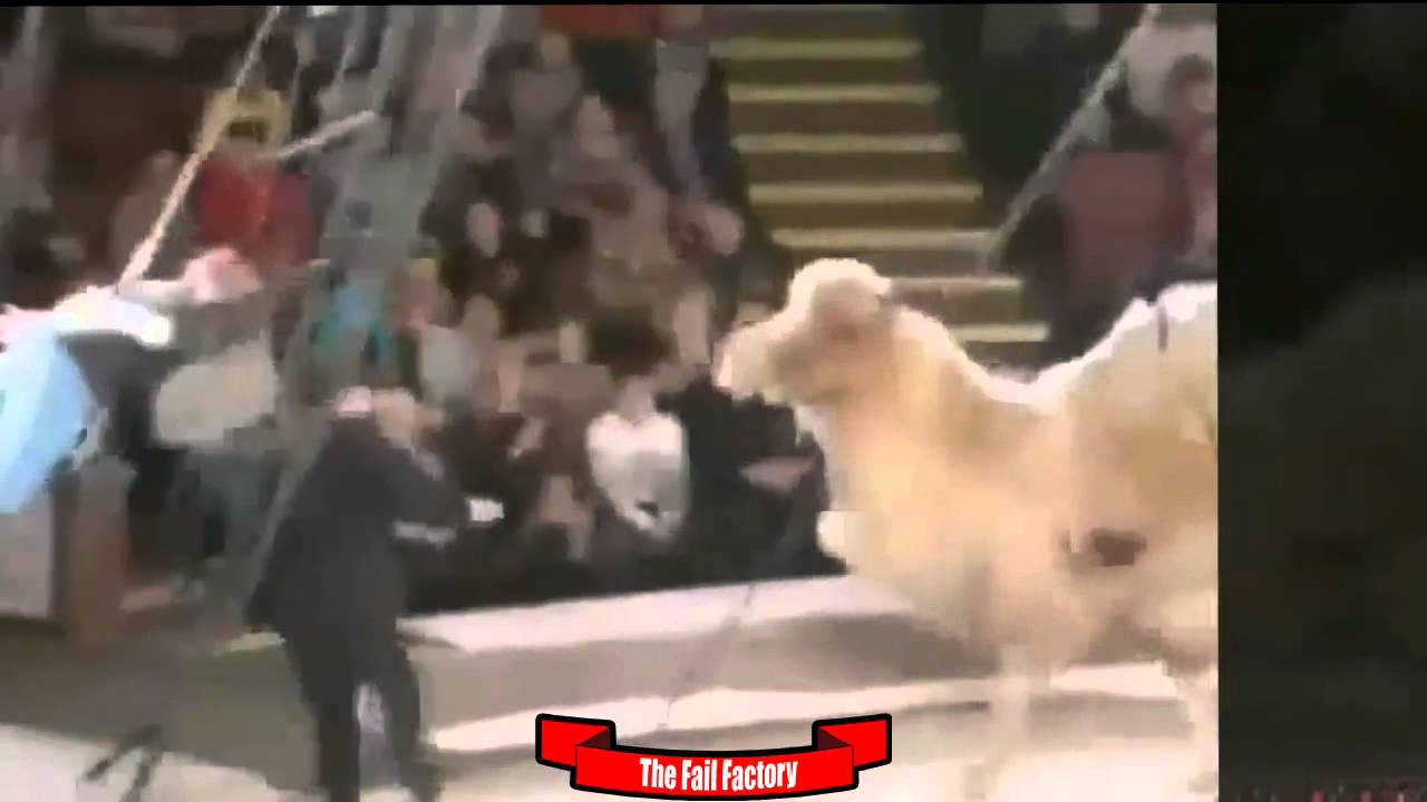 CRAZY VIDEOS: Top Fails 2015 failure meaning in bengali