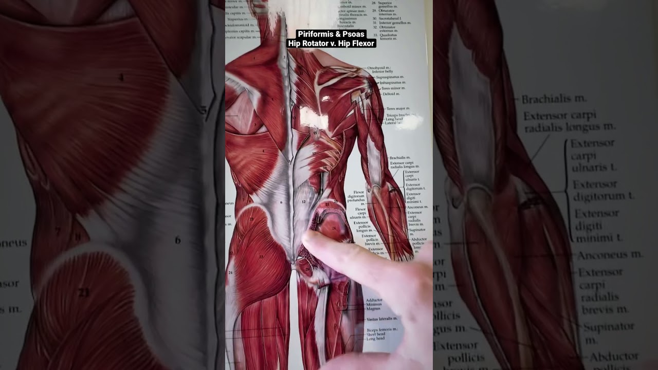 Pittsburgh Chiropractor Dr. Guy Bucci explains Psoas (hip flexor) vs Piriformis (hip rotator)