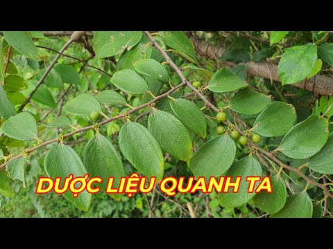 Video TÁO RỪNG - Dược liệu chuyên trị các bệnh ngoài da rất... - youtube