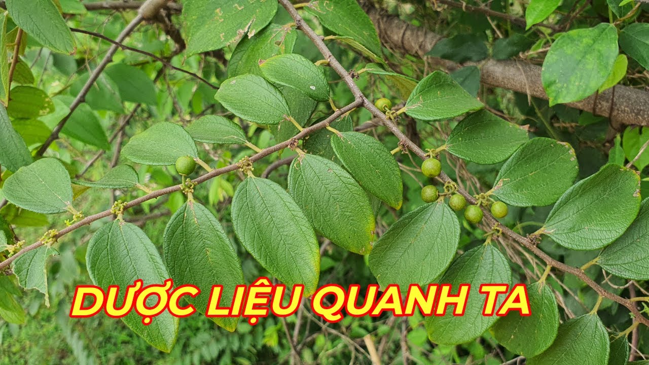TÁO RỪNG - Dược liệu chuyên trị các bệnh ngoài da rất tốt . - YouTube