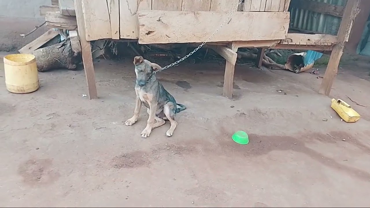 Feeling sick today.Entertaining Rex my pet dog 