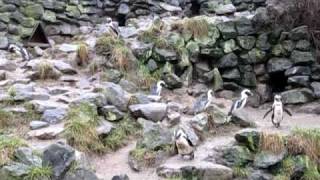 Cindy was a Pinquin.