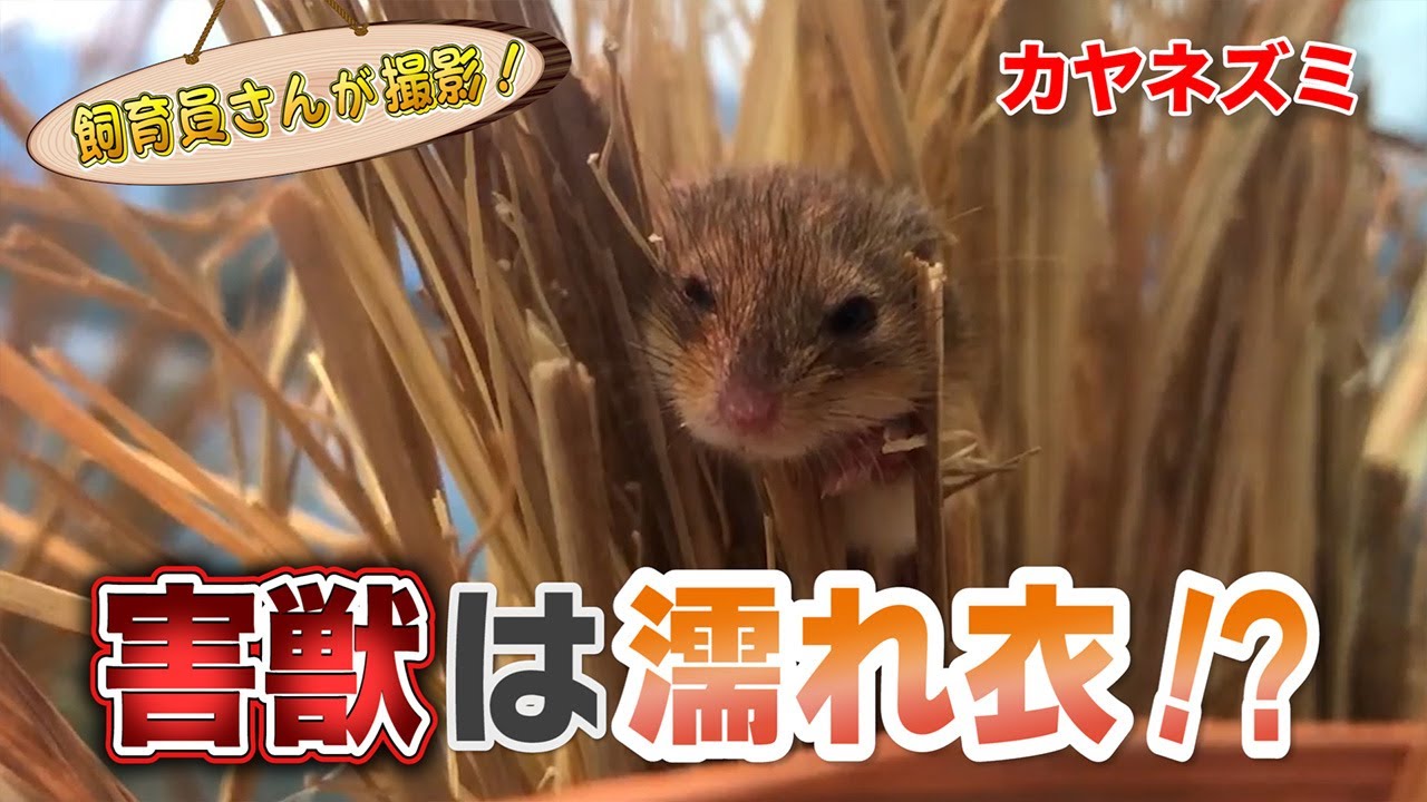 カヤネズミの見方が180 変わる Youtube