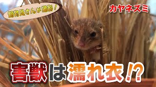 カヤネズミの見方が180°変わる！？