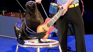 Circus. South American fur seal. Цирк. Южноамериканский морской котик